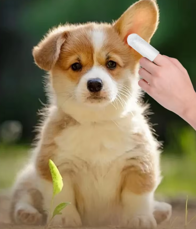 PawPal EarWipes